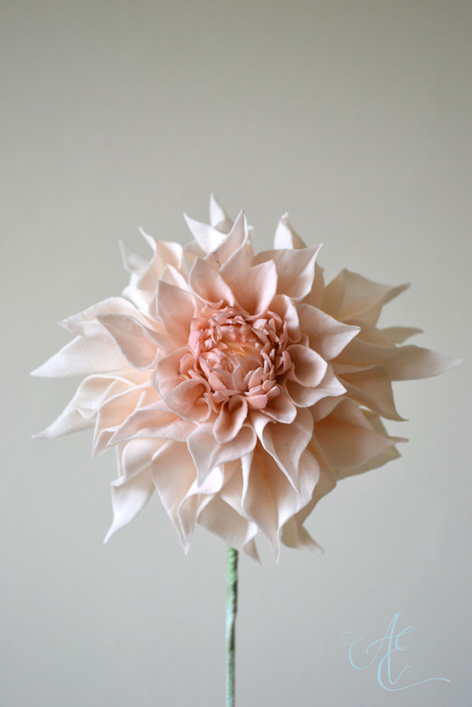 Café au Lait Dahlia sugar cafe au lait dahlia