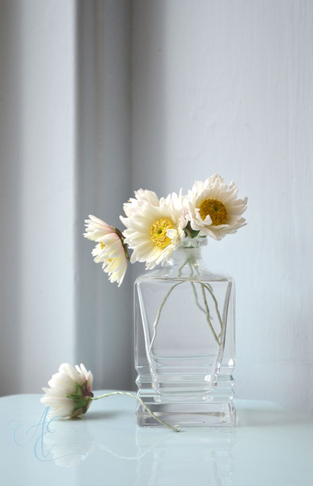 Daisies Sugar daisies