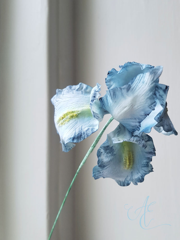 Iris sugar iris