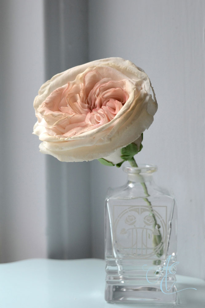 Keira David Austin-style Rose Keira David Austin-stylesugar Rose
