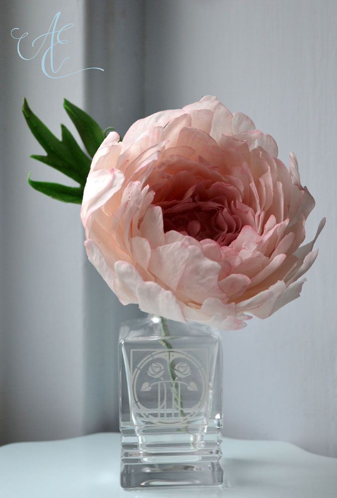 Blush Peony blush sugar peony