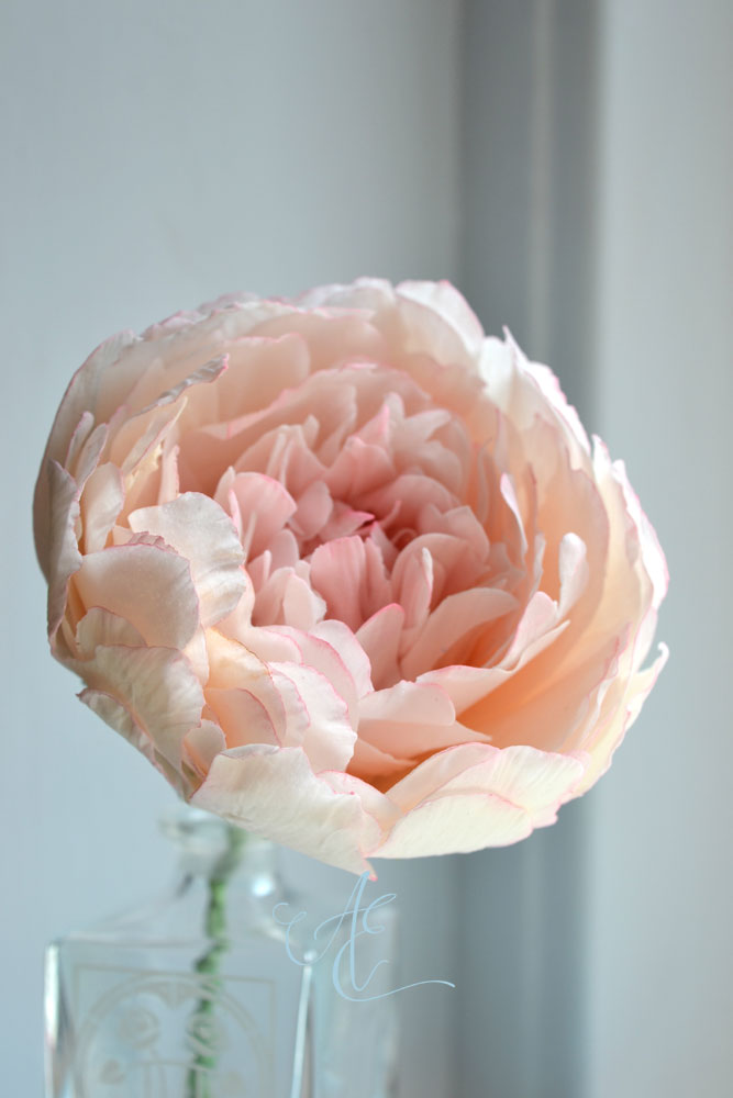 Palest Pink Peony Pale pink sugar peony flower