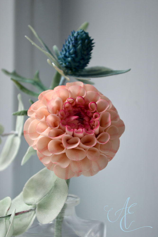 Pompom Dahlia sugar pompom dahlia