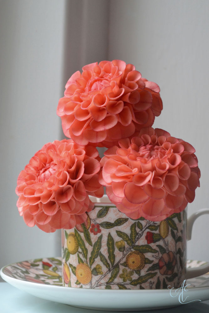 Pompom dahlia coral crimson pompom dahlias