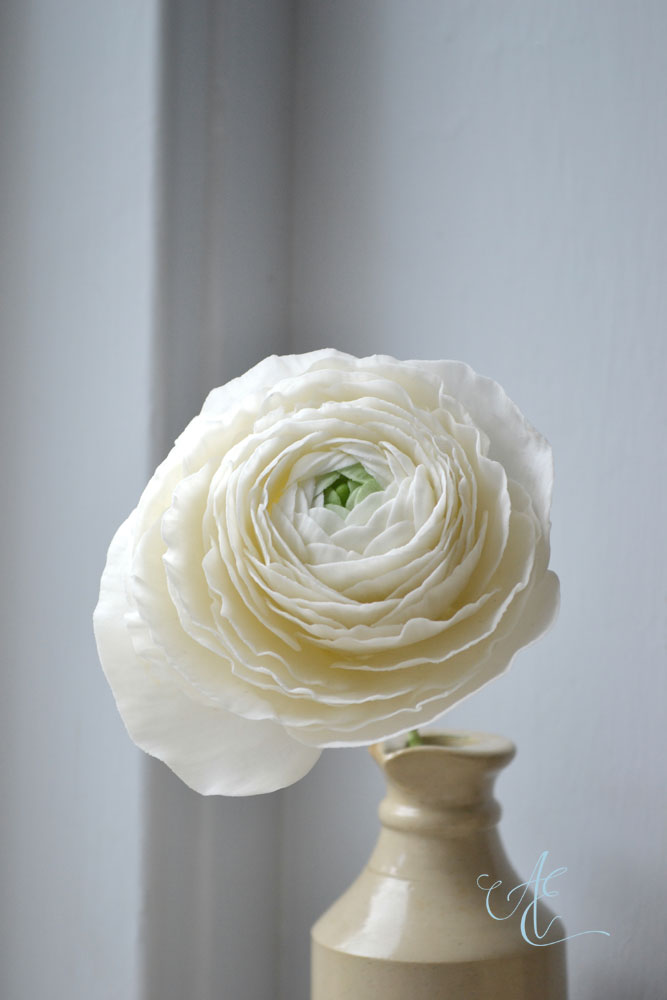 Ranunculus