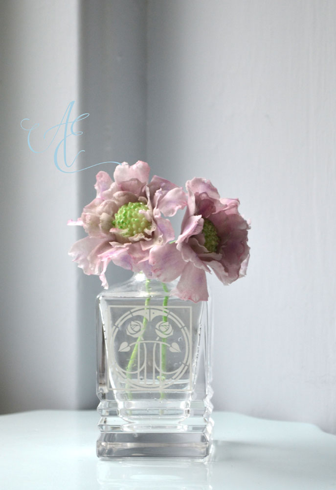 Scabious sugar scabious flower