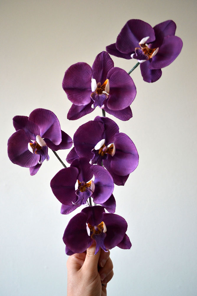 sugar phalaenopsis orchids