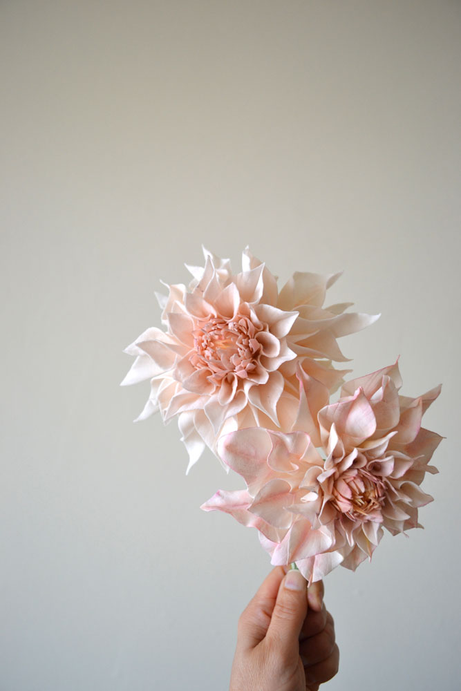 sugar cafe au lait dahlia
