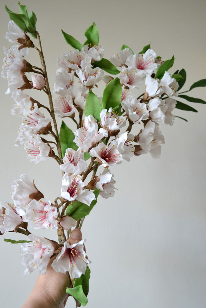 sugar cherry blossom