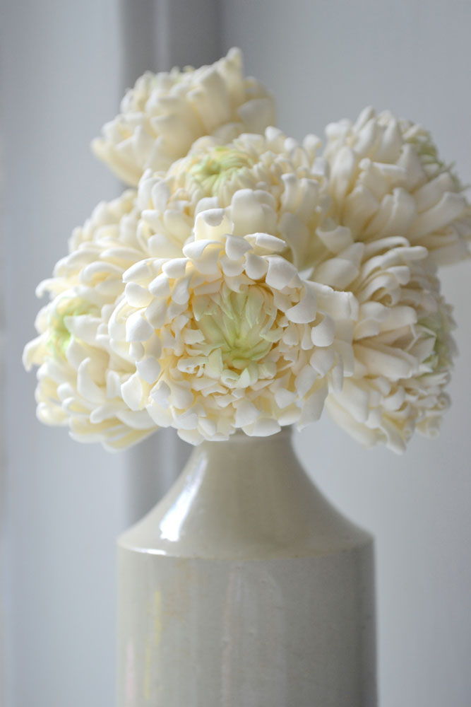 sugar chrysanthemums